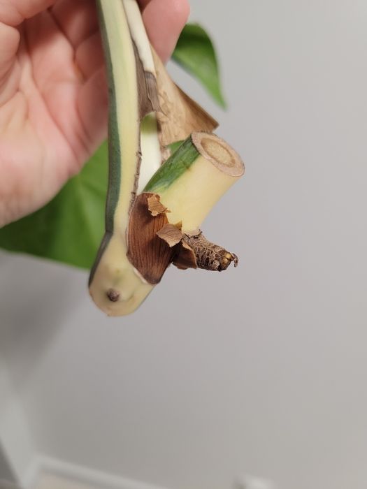 Monstera variegata