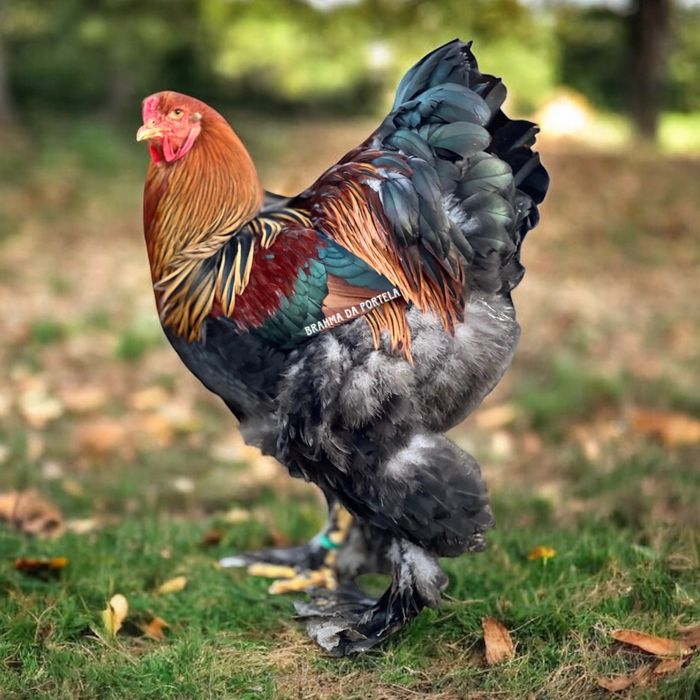 BRAHMA PERDIZ DOURADO / AZUL ( OVOS )