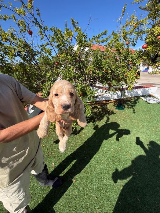 Cocker Spaniel Inglês Dourado.