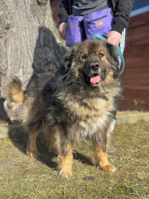 Piękny, spokojny Teddy szuka kochającego domu