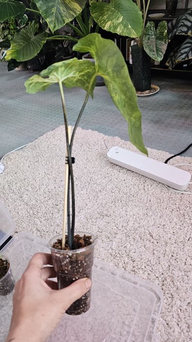 Caladium 'Frog in a Blender Каладиум Жаба в блендере