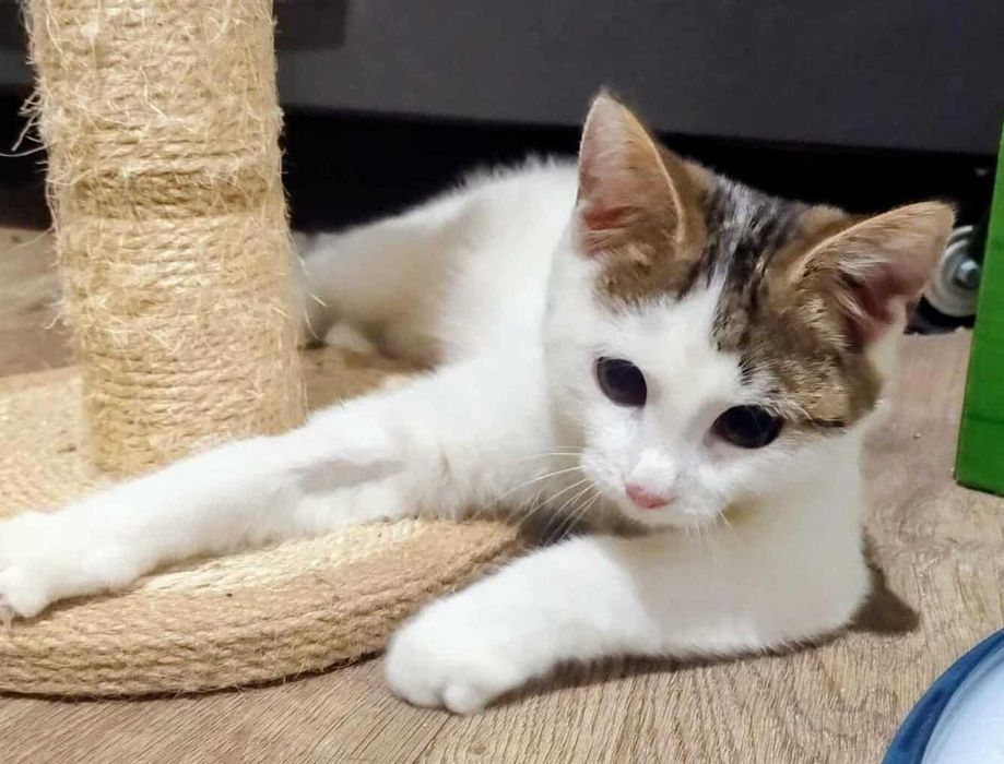 Malutka Katia prosi o dom