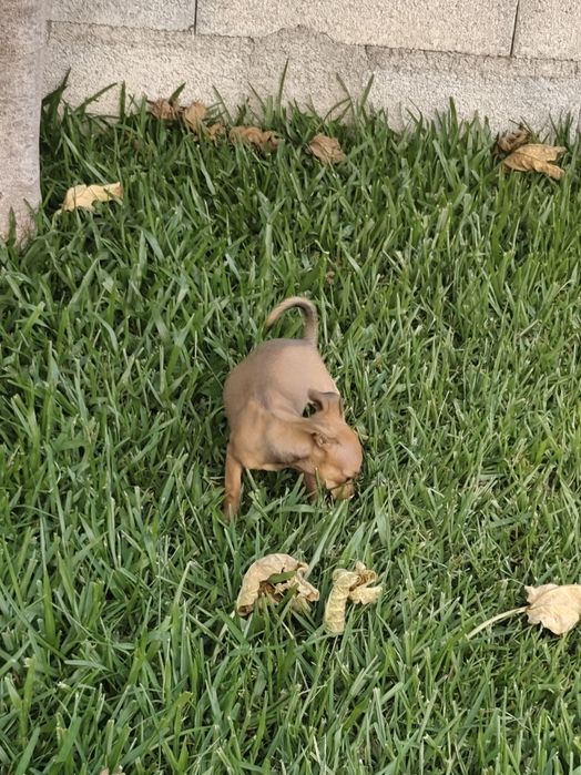 Pinscher fêmea mini