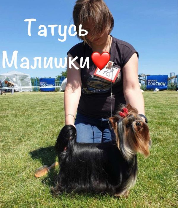 Продається дівчинка йорк від батька Чемпіона Украіни!