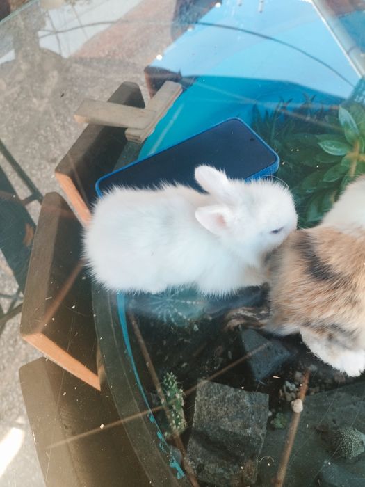 Lindos coelhinhos anões