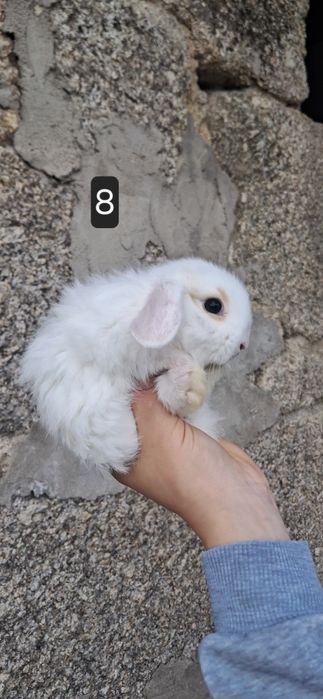 Coelho anão mini lop