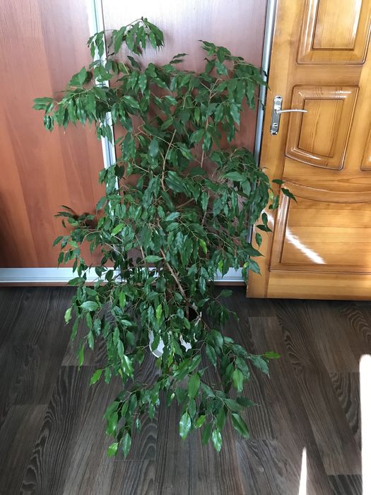 Фикус Бенджамина