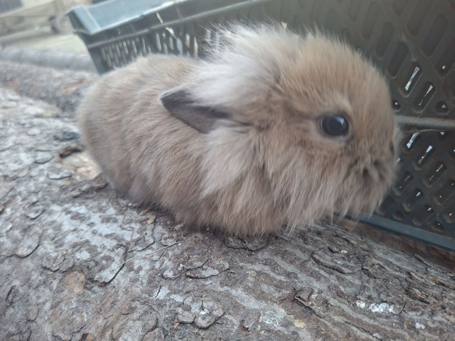 Króliki miniaturki lewki