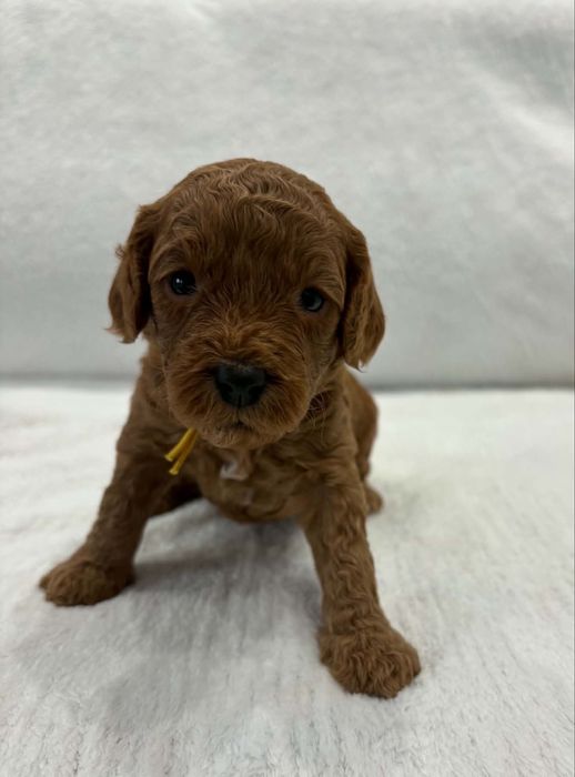 Piekne szczeniaki Cavapoo