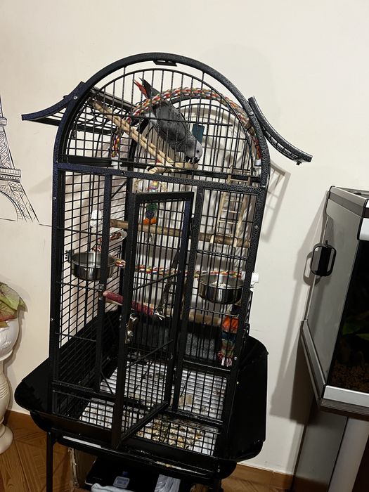 Papagaio cinzento  do senegal