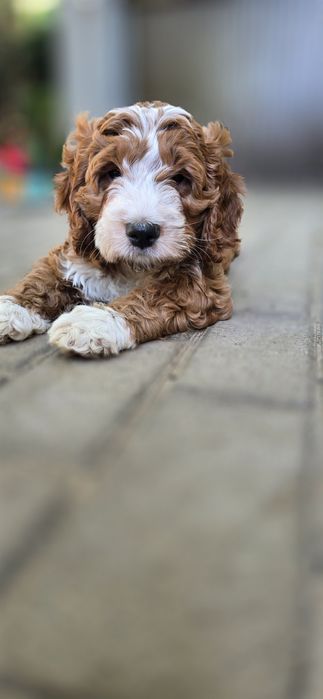 Cockapoo / Perfect