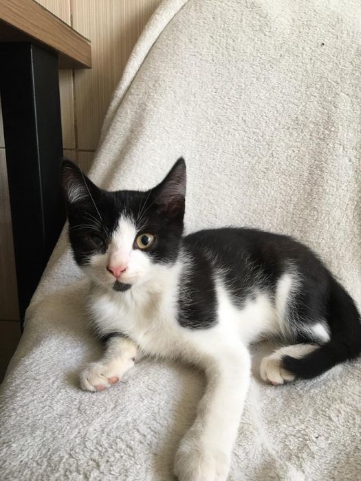 віддам котика безкоштовно