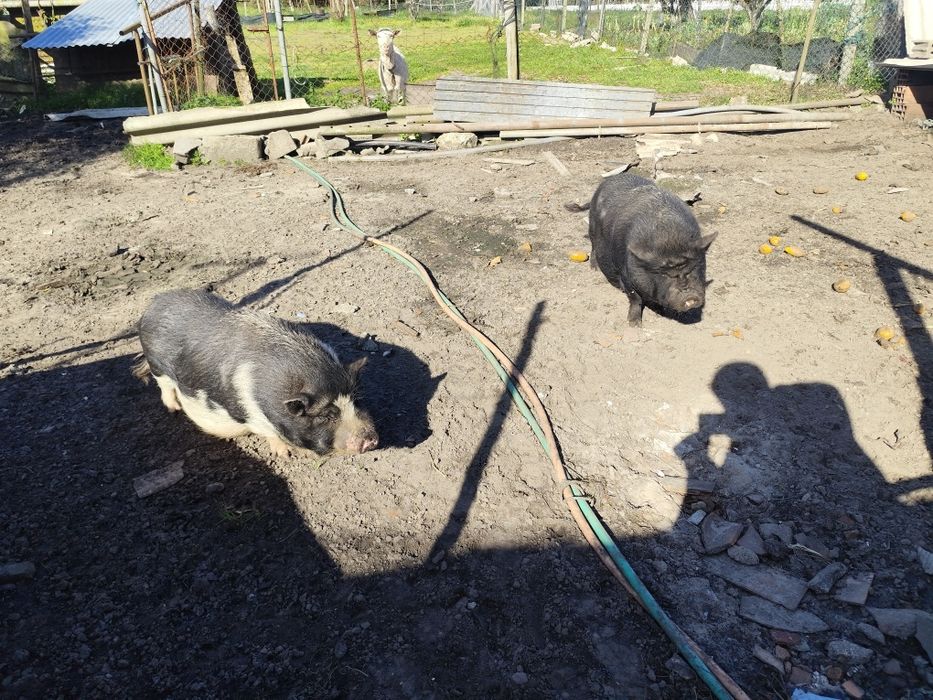 Vendo duas porcas vietnamitas