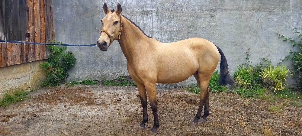 Egua Lusitana  Baia