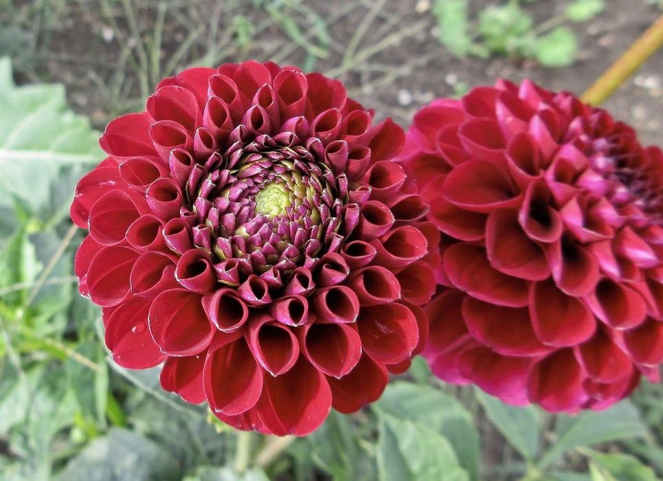 Жоржина помпонна "Natal". Георгина.