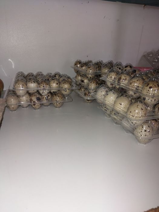 Sprzedam jaja przepiórki japońskiej .