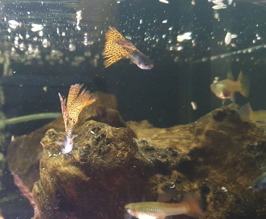 Gupiki Filigran Moskiewski Gupik Rasowy WYSYŁKA