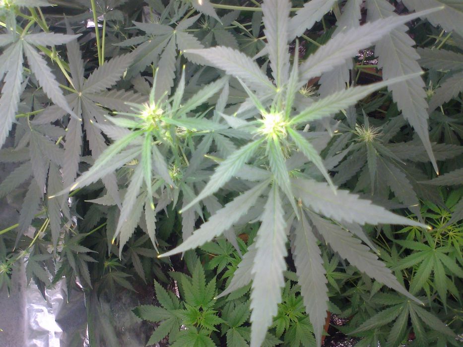 Marihuana Blue Monkey 15g Susz Roślinny THC CBC CBN CBG CBL Susz Konopny 15g Blue Monkey