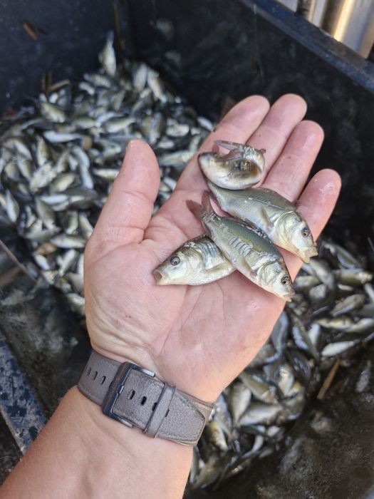 Narybek i kroczek karpia