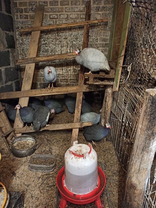 Perliczki samice i samce