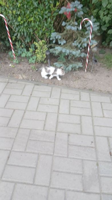 Oddam kotki w dobre ręce