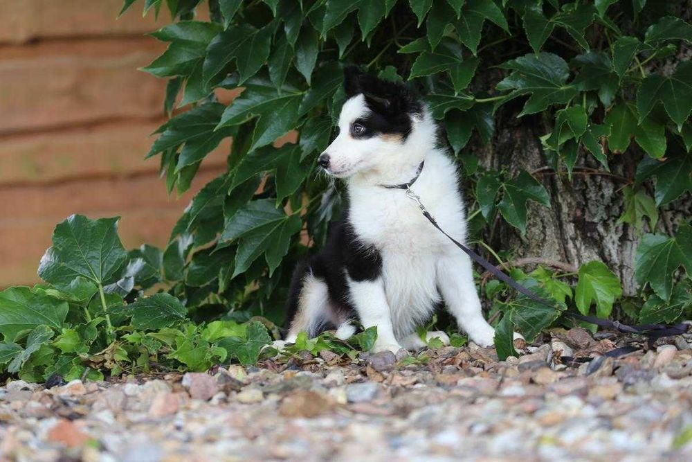 Border Collie  szczeniak