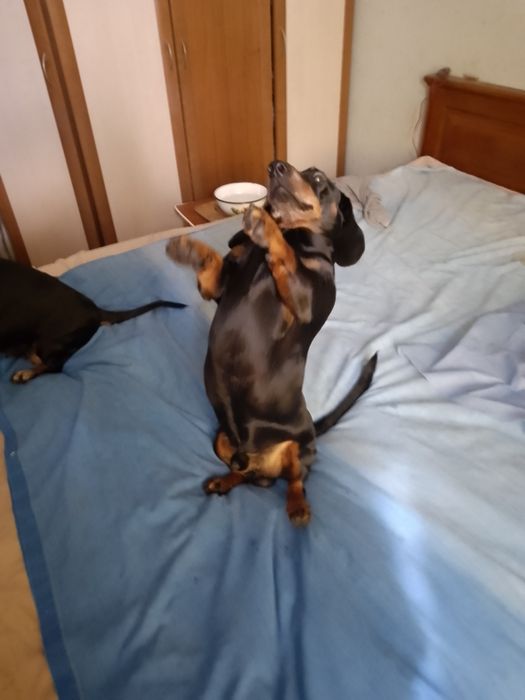 Такса.Ищем девочку на вязку.Мальчика зовут Рэм.