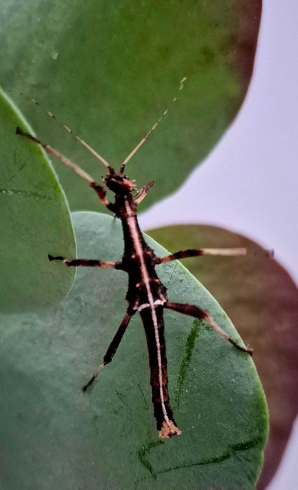 Straszyk Filipiński