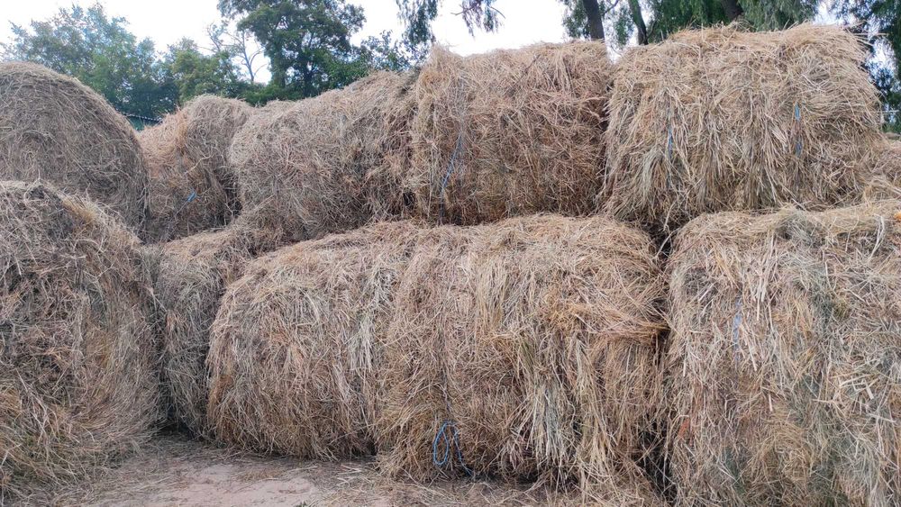 Продається лугове сіно у тюках