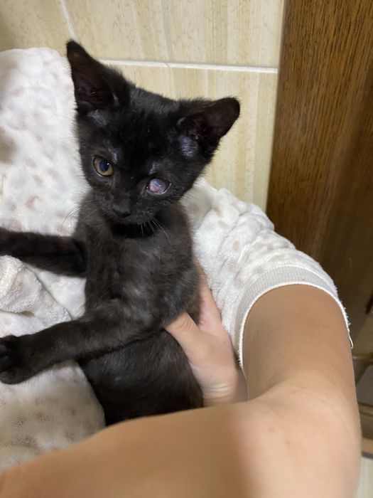 Кошеня в добрі люблячі руки