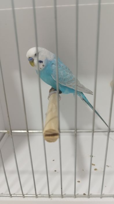 Periquito macho asas claras