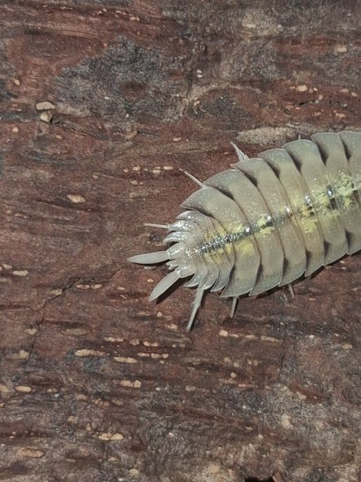 Porcellio bolivari mix