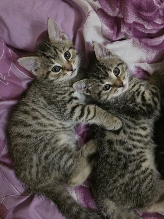 Котята шотландці гарнесенькі