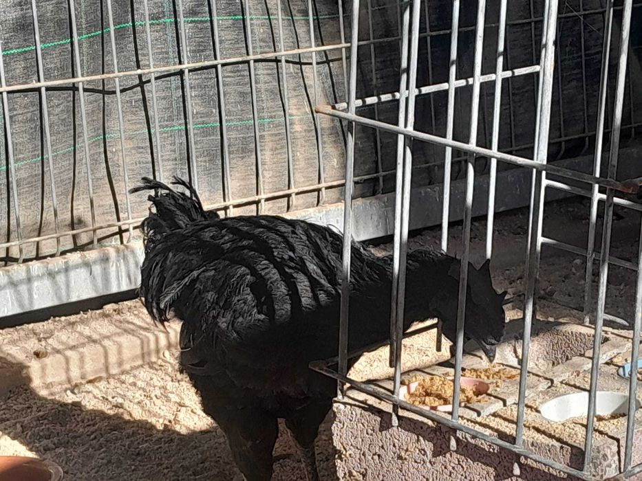 Ayam Cemani, "black tongue", Fm|Fm, linhagem indonesia