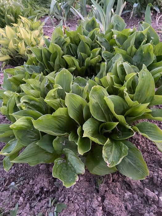 Садові Хости (Hosta)