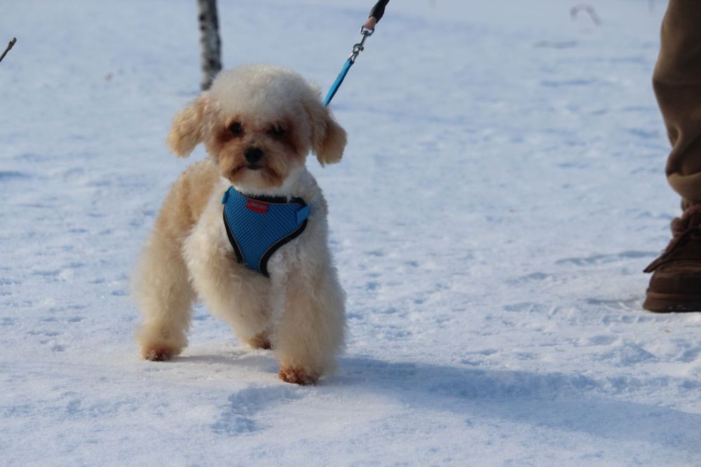 Хлопчик Мальтипу