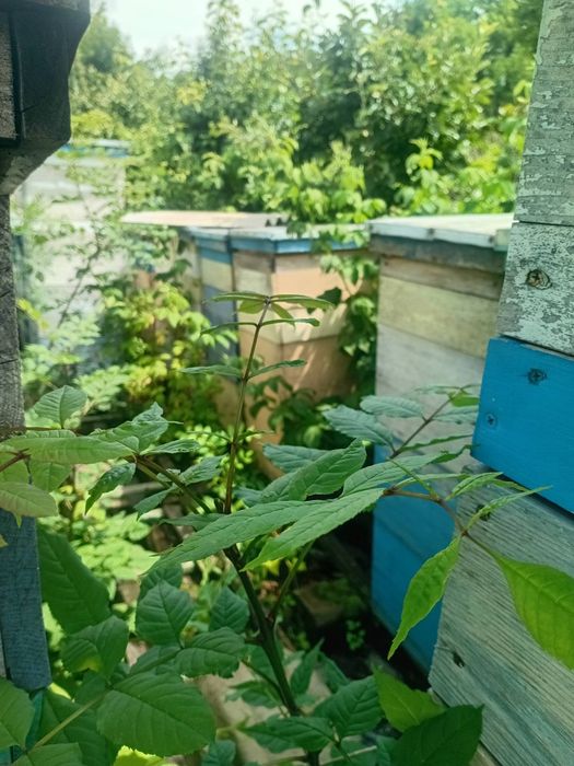 Продам вулики с.Обухів Вінниця
