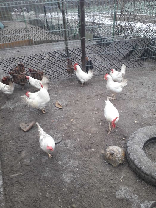 Koguty leghormy z kwietnia 2025roku