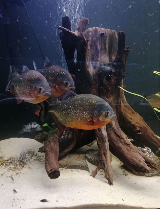 Арована риба дракон 100 см.