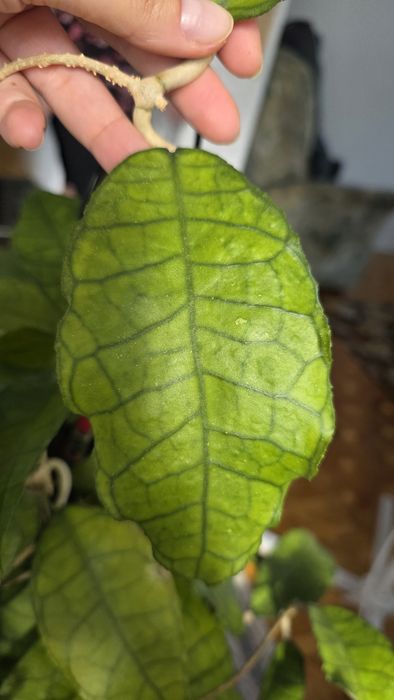 Hoya Nong Nooch iml 1541