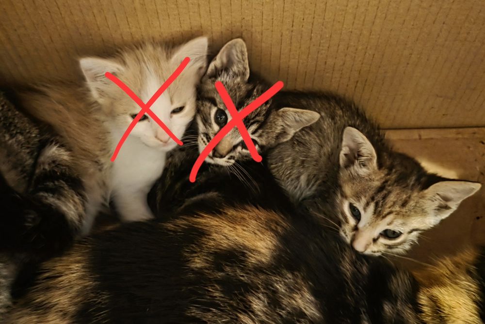 2 gatinhos para adoção