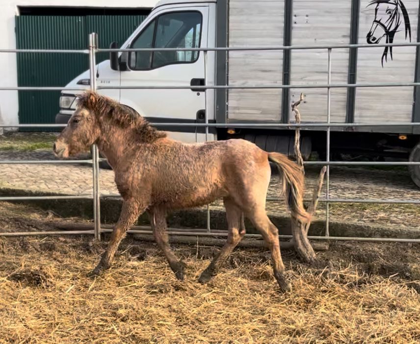 Vendo ponei macho 8 meses