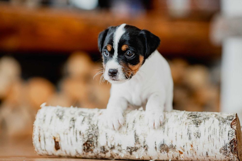 Parson Russell Terrier ZKwP - gotowa do odbioru
