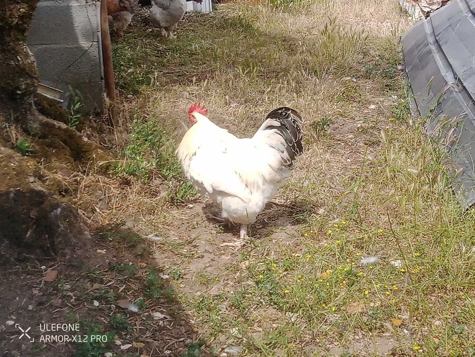 Vendo galos com 8 meses