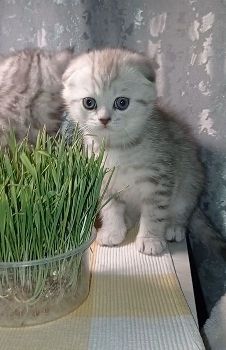Шотландська страйт фолд котики