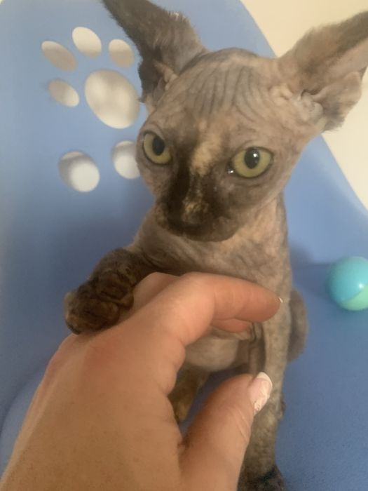 Sfinks Kanadyjski. Egzotyzna koteczka szylkret