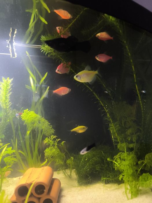 Tetra i molinezje