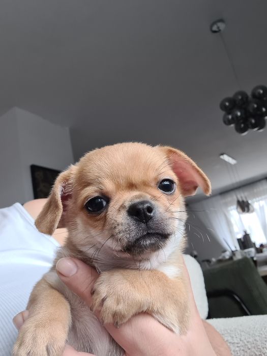 *Andre* piesek chihuahua już do odbioru