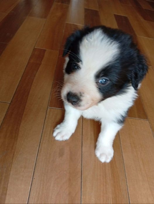 Piesek Bolder Collie ZKwP