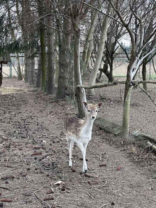 Łania Daniela porcelanka z czerwca 2025